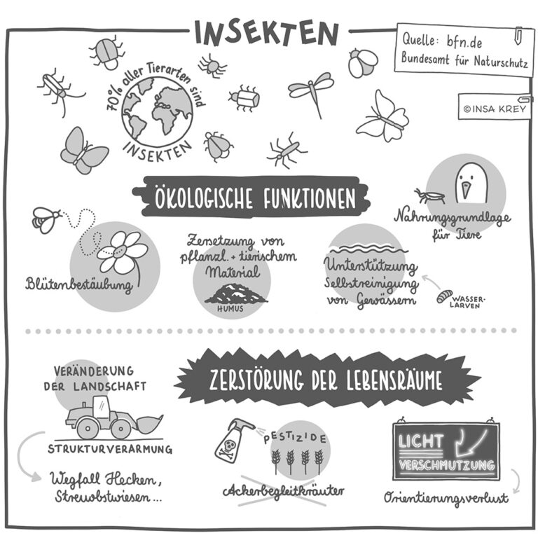 Titelbild animierte Erklärbilder: Ausschnitt Zeichnung zu Insekten